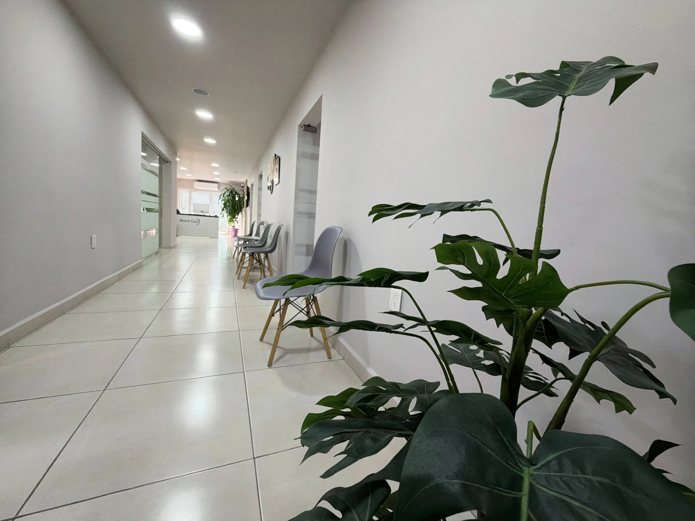 Pasillo de Dental Cast con una planta en primer plano y la recepción al fondo